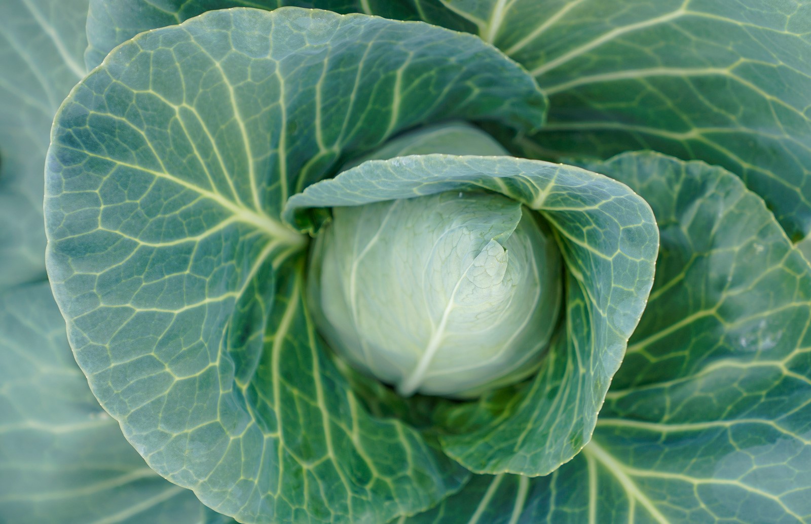 /upload/BS produktbilder/spetskal-uppifran_FullSize.jpg